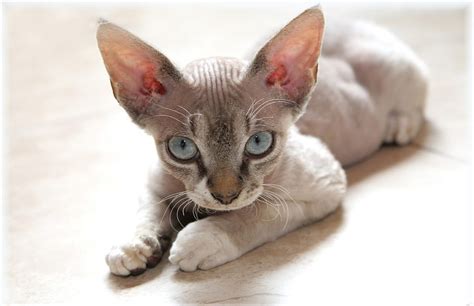 3 Best Low Allergy Cat Breeds Cat Evolution