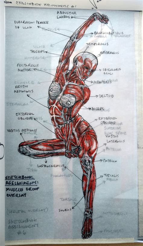 Male Figure Drawing Figure Drawing Reference Anatomy