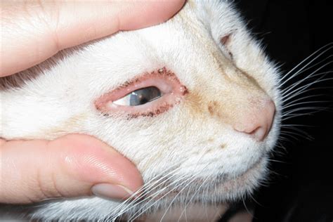 In general, eye discharge in cats is a sign of a deeper condition that usually needs dealing with. Cat Eye Discharge: What Is This Cat Condition? - Cat Lovers