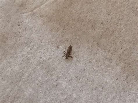 アタマジラミ？感染経路は？病院は？専用くしで!洗濯とかは？