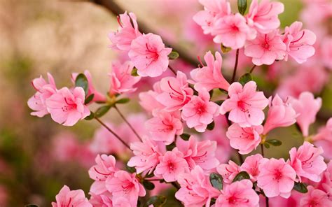 Pink Blossoms Wallpapers Wallpaper Cave