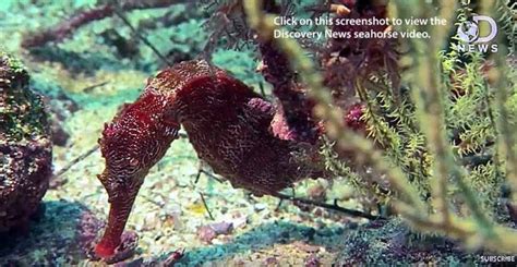 Seahorses Are Super Predators An Awesome Video Poseidons Web