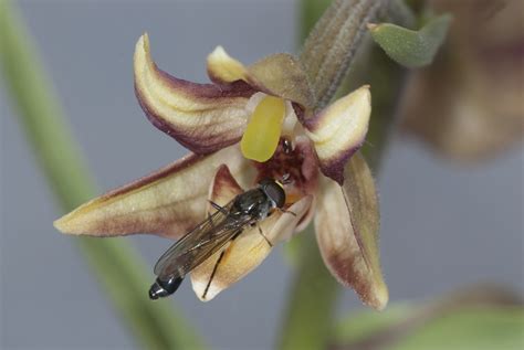 Smells Like Aphids Orchid Flowers Mimic Aphid Alarm Pheromones To Attract Hoverflies For