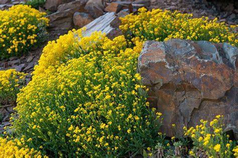 How To Grow And Care For Yellow Alyssum