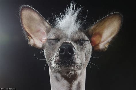 The hairless does best in warmer climates. Photographer Sophie Gamand captures portraits of bald dog ...
