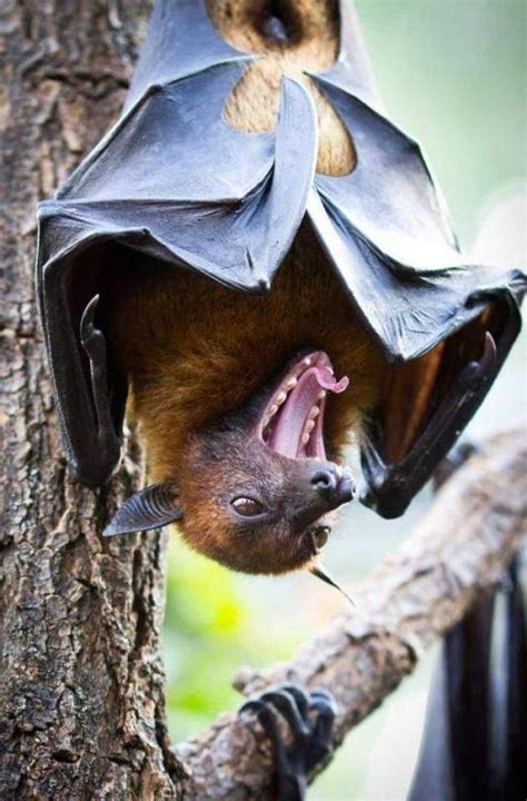 The Worlds Largest Bat Is The Giant Golden Crowned Flying Fox It Has