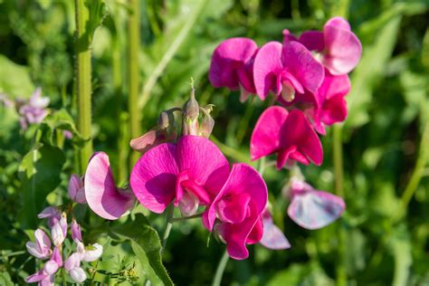 How To Grow And Care For Fragrant Sweet Pea Flowers