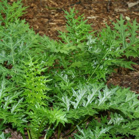 Discover savings on wall boards & more. Plants for Damp or Wet Shade ⋆ North Coast Gardening