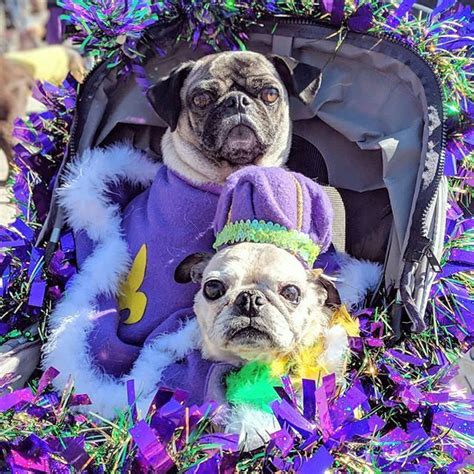 The ultimate tinder texting guide. Pug and pugs are finalists to join the Purina Pet Parade ...