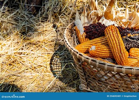 Fall Harvest Cornucopia Picking Corn In The Farm Stock Image Image