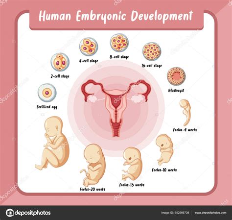 Desarrollo Embrionario Humano Ilustración Infográfica Humana vector
