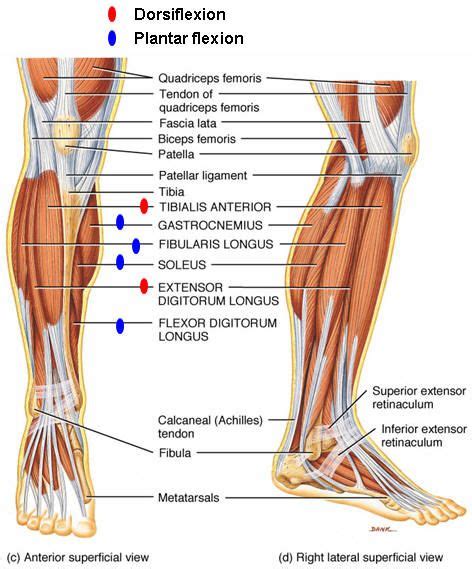 Peroneus Longus Google Leg Muscles Anatomy Leg Tendons Knee