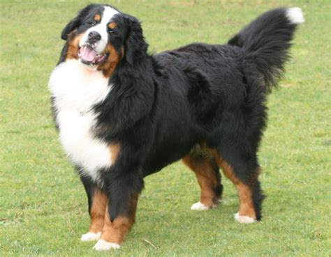 Bernese Mountain Dog Wallpapers Wallpaper Cave