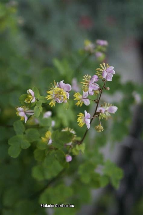 Photo Of The Bloom Of Lavender Mist Meadow Rue Thalictrum