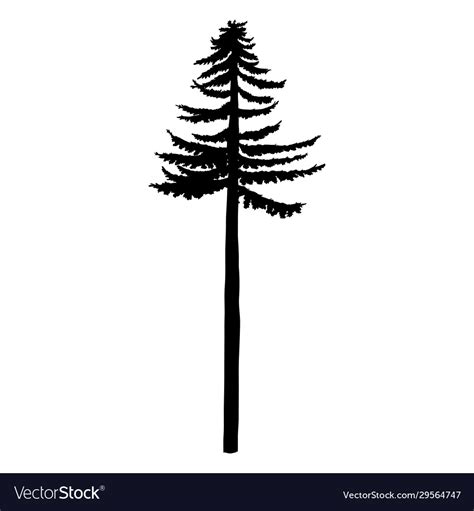 Black Silhouette Tall Pine Tree Royalty Free Vector Image