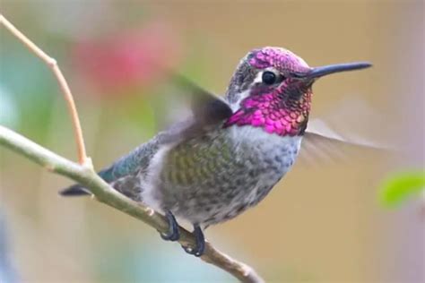 9 Hummingbirds In Oregon Common And Rare Bird Feeder Hub