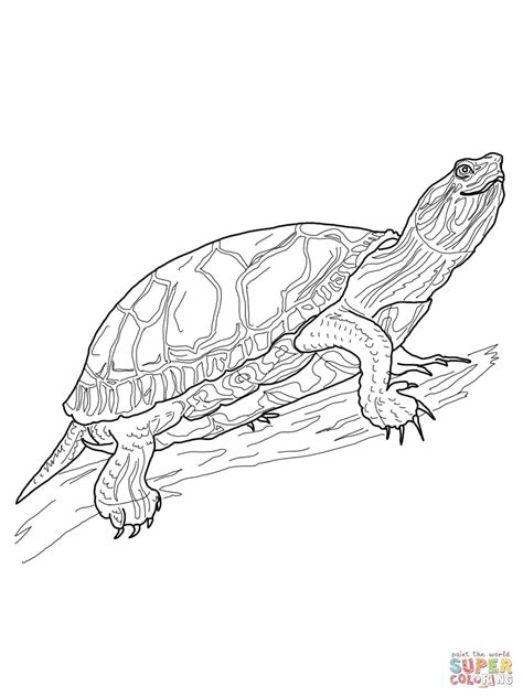 Red Eared Slider Turtle Coloring Page Sketch Coloring Page