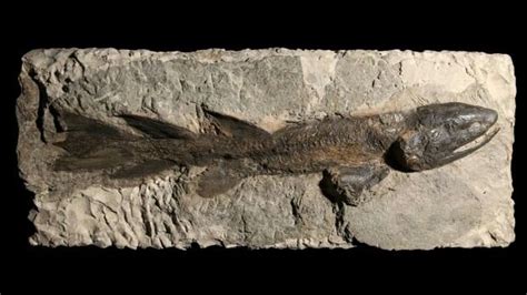Eusthenopteron A Fish Of The Late Devonian Period About 370 Million