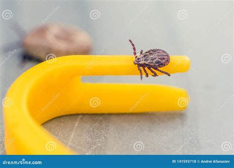 Mite Crawling On A Yellow Tweezers For Removing Ticks Stock Photo