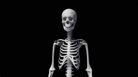 Anatomical Skeleton Isolated Model On Background Stock Footage