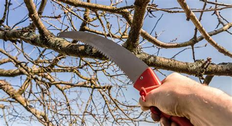 Does Cutting Off Dead Branches Help A Tree Lawncare