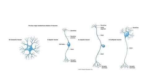Resumen Neuronas Y Células Gliales 2021 Neurobiología De La Mente