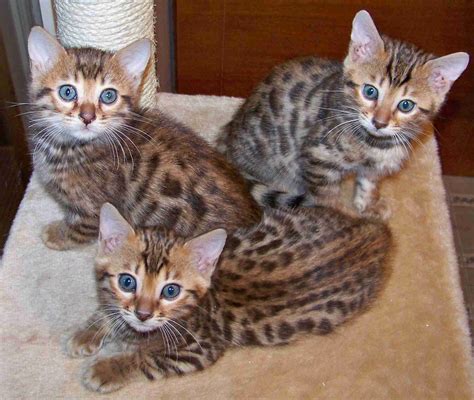 Bengal Cats Cute Cats