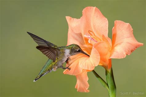 Juvenile Ruby Throated Hummingbird Feeding At A Gladiolus Flower In