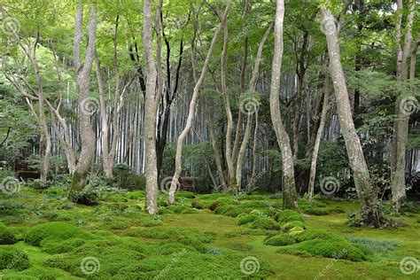 Moss Garden In Japan Stock Photo Image Of Summer Tree 21391922