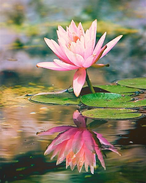 Water Lily Water Lilies Painting Lotus Flower Pictures Lotus Flower