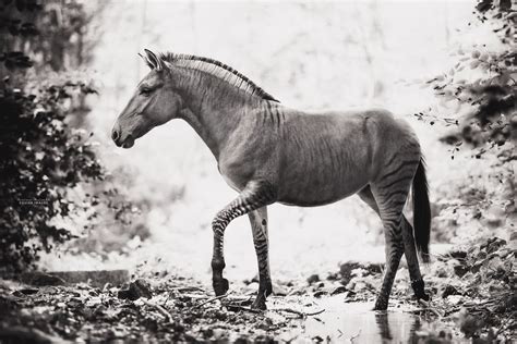 Zebralo Conheça Um Híbrido De Cavalo Com Égua