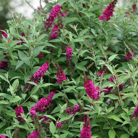 Miss Molly Butterfly Bush From Jackson And Perkins
