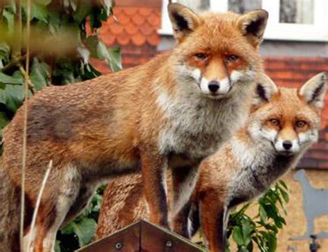 Man Calls Police Over Foxes Having Abnormally Long Sex In Garden
