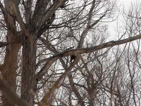 European and worldwide sound effect library. Pileated woodpecker sounds - YouTube