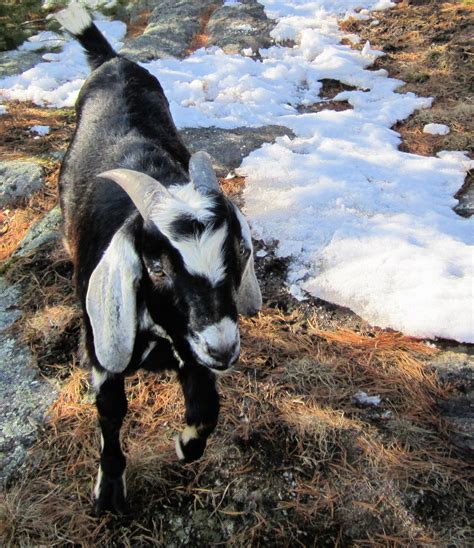 Guided Goat Walk Saco River Farms