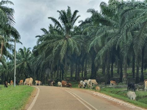 Kuala lumpur, jerantut, kuala tahan, and sungai relau. Titian Perjalanan : Singgah Sebentar di Taman Negara ...