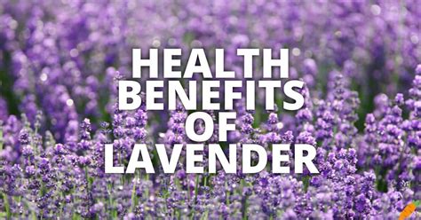 17 Potential Health Benefits Of Lavender
