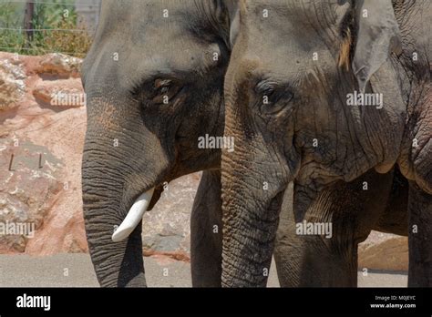 African elephant lifespan hi-res stock photography and images - Alamy
