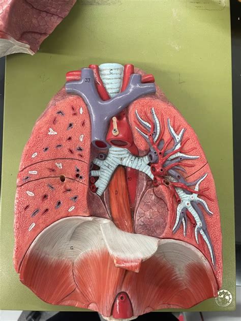 Pin By Samantha Stoddart On Human Anatomy Model Pictures Human