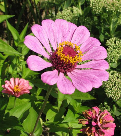 8 Awesome Heat And Drought Tolerant Annual Flowers And Plants Dengarden