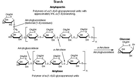 Amylase Function Amylaseimportant For Starch Hydrolysis