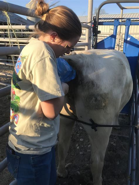 Agcenter Provides Cattle Producers With Practical Learning Opportunities
