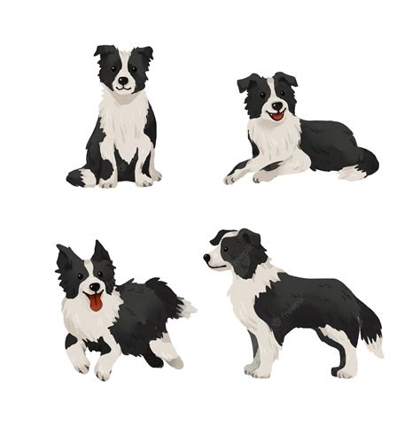 Premium Vector Border Collie