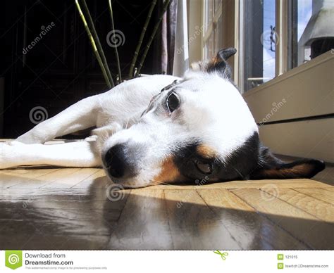 Jack Russel Laying Down stock image. Image of russel, animal - 121015