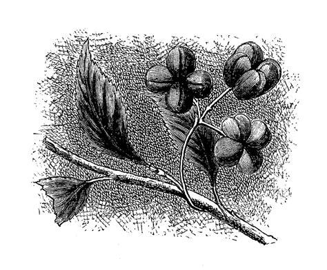 Digital Stamp Design Digital Botanical Art Wildflower Download Spindle