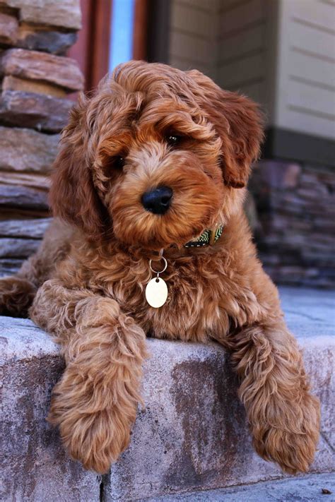 Join millions of people using oodle to find puppies for adoption, dog and puppy listings, and other pets adoption. Labradoodle Puppy Adoption | Labradoodle puppy, Puppy ...