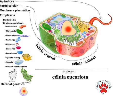 Celula Eucariota Ecured Images