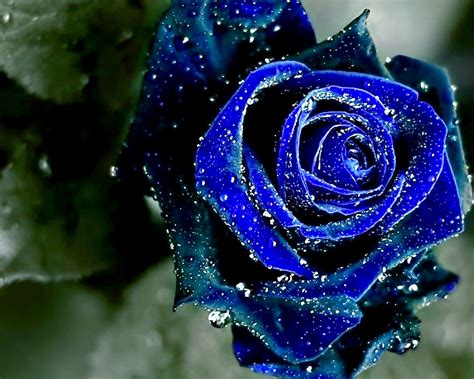 Schöne Blaue Rosenblüten Schöne Farbtapete 1280x1024 Wallpapertip