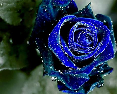 You can also upload and share your favorite wallpapers of wallpapers of flowers rose. Beauty Blue Rose Flower Wallpaper | Wallpaper ME