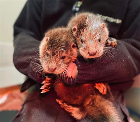 Otter Cubs Rescued After Wandering The Streets Looking For Mother The